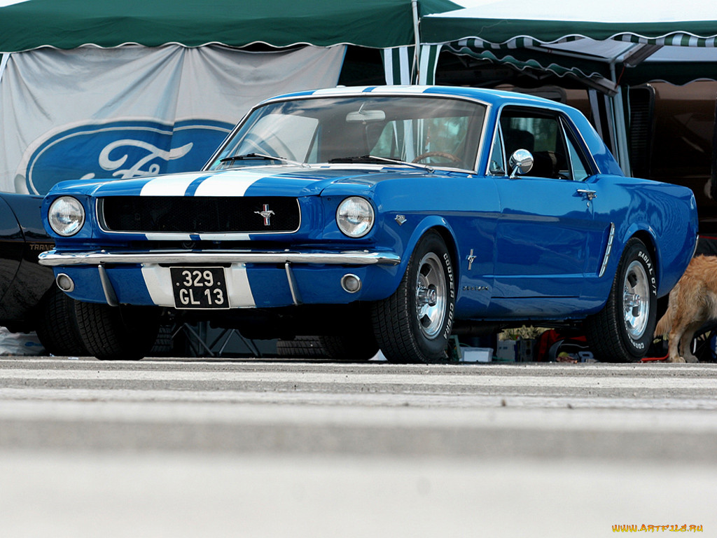 , mustang